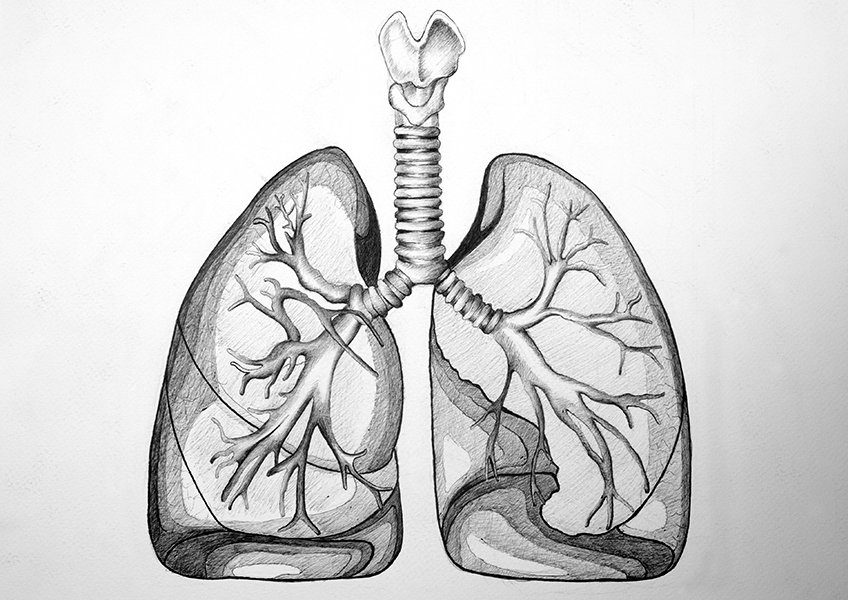 human lungs drawing 38