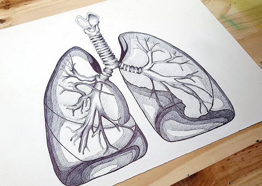 human lungs drawing