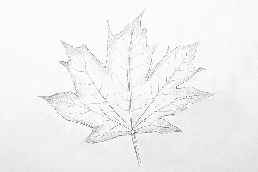 How to Draw a Maple Leaf in 3 Steps- EasyDrawingTips