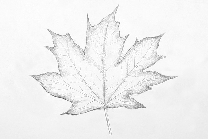 leaves drawing step 32
