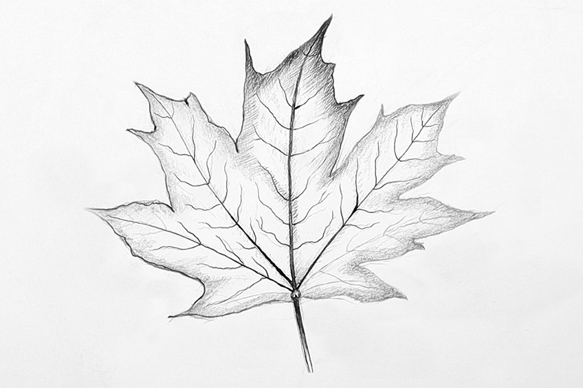 leaves drawing step 34
