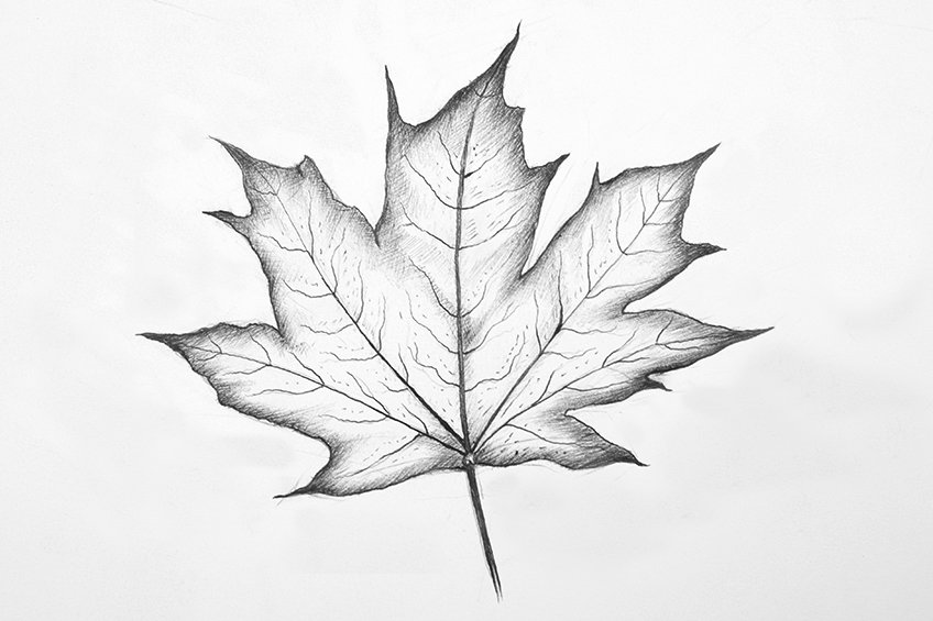 leaves drawing step 39