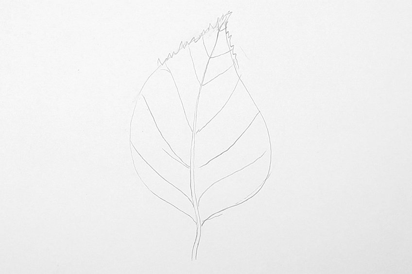 leaves drawing step 43