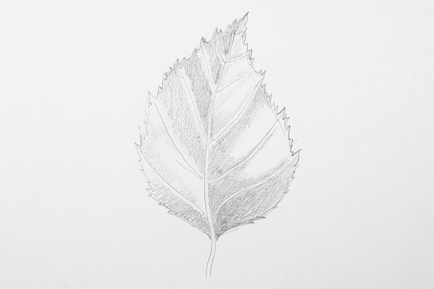 leaves drawing step 47