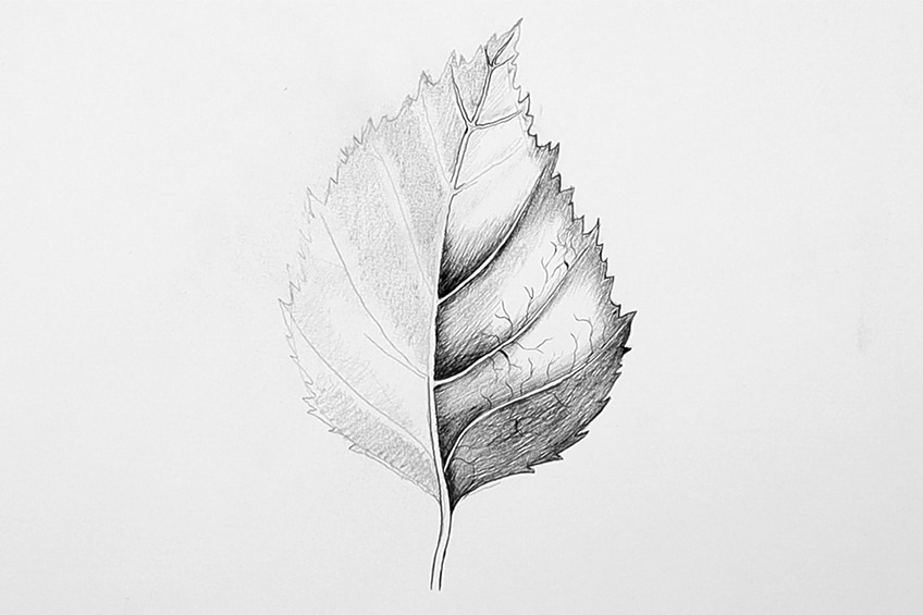 leaves drawing step 49