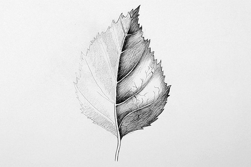 leaves drawing step 51