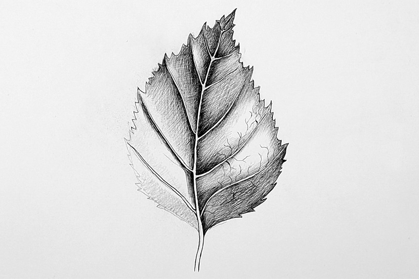 leaves to draw step 53