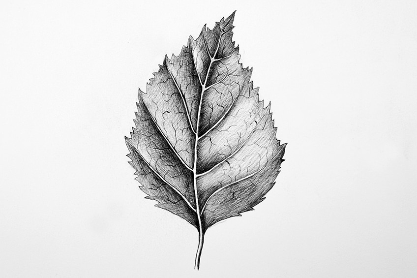 how to draw leaves step 55