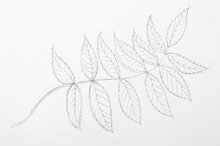 leaves to draw 61