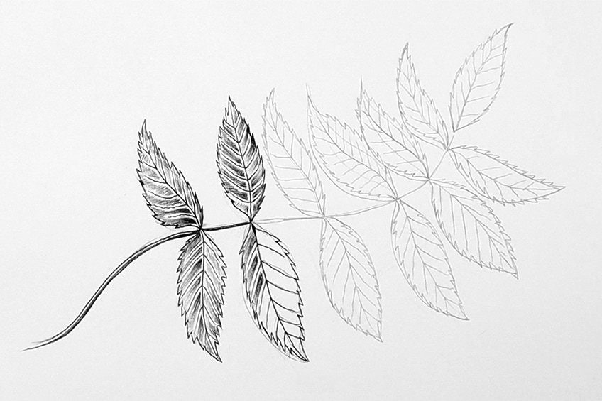 leaves to draw 63