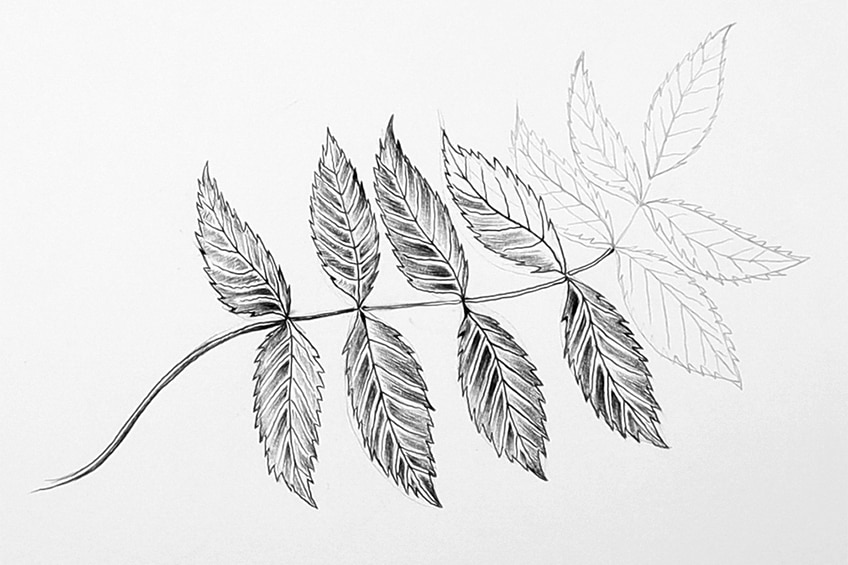 leaves to draw 65