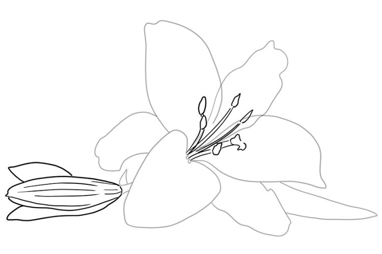 How to Draw a Lily Flower Create Your Own Lily Flower Drawing