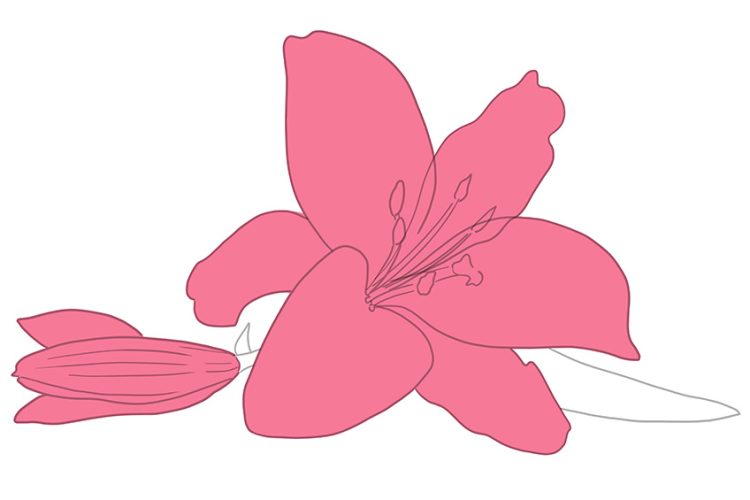 How to Draw a Lily Flower Create Your Own Lily Flower Drawing