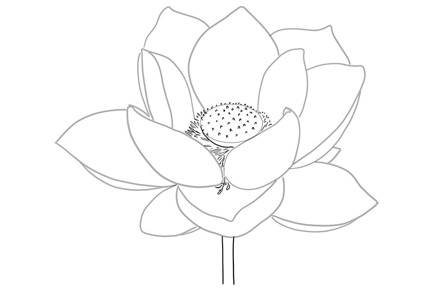 Premium Vector  The lotus flower is drawn with a line open water lily  isolate doodle drawing of lotus for invitations stamps or stationery