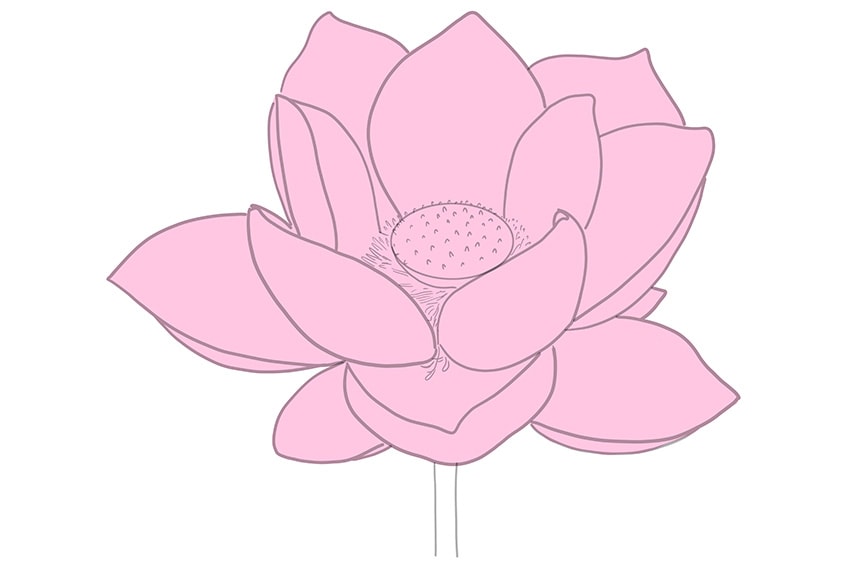 lotus drawing 06