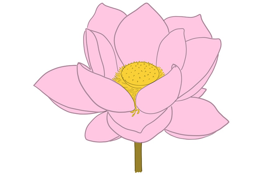 lotus drawing 07