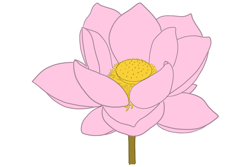 lotus flower set drawing and sketch black and white 6006494 Vector Art at  Vecteezy