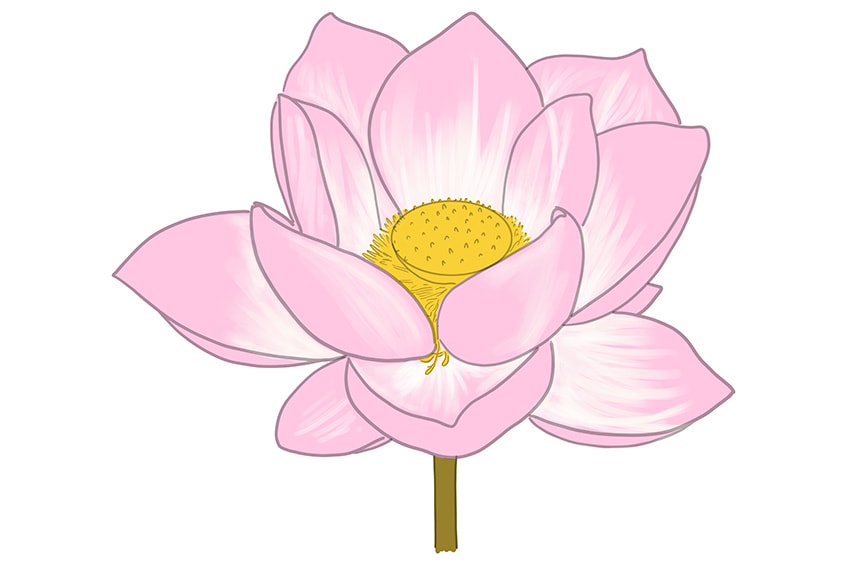 lotus drawing 08