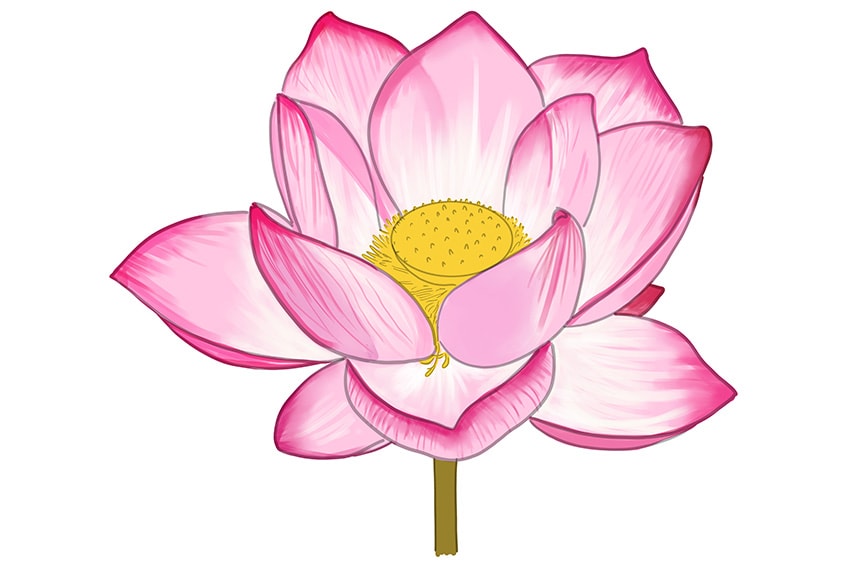 lotus drawing 09