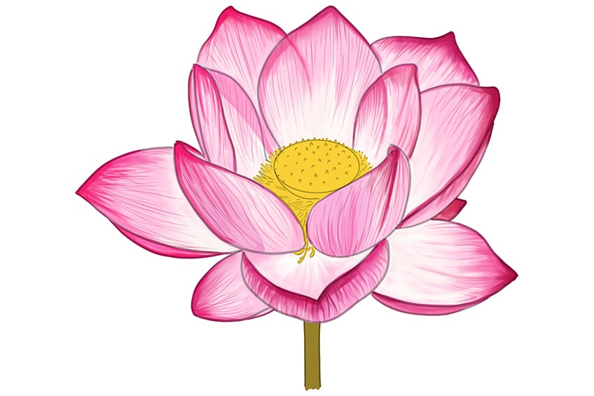 lotus drawing 10