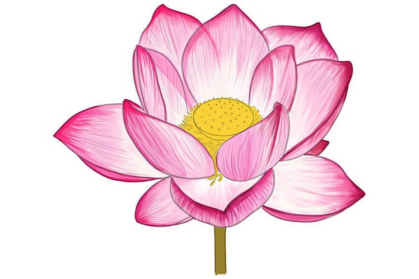 How to Draw a Lotus Flower Create Your Own Lotus Sketch