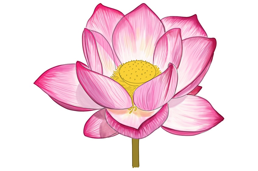 Lotus Image Drawing - Drawing Skill