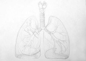 How to Draw Lungs - Steps to Create a Realistic Lungs Sketch