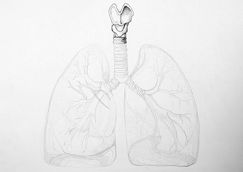 lungs drawing 11
