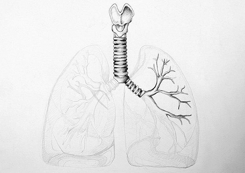 lungs sketch 17