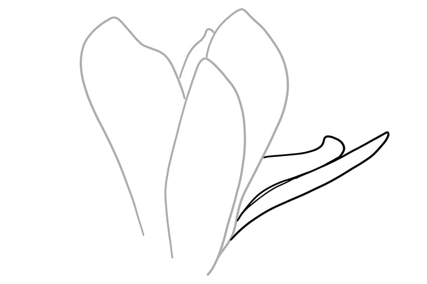 magnolia flower drawing 03