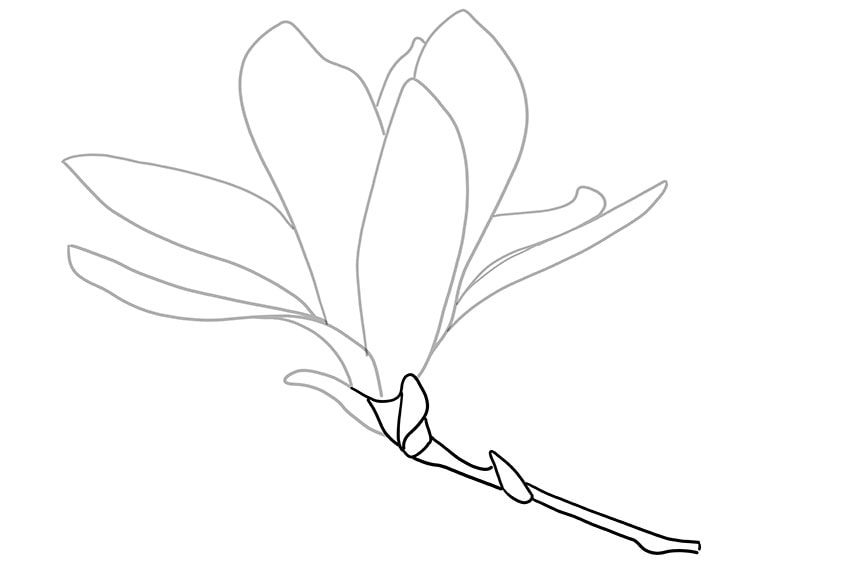 magnolia flower drawing 05