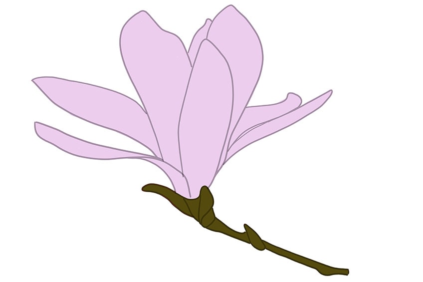 magnolia flower drawing 07