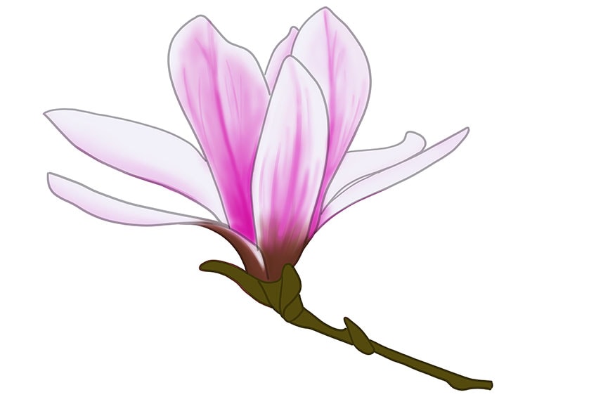 magnolia flower drawing 10