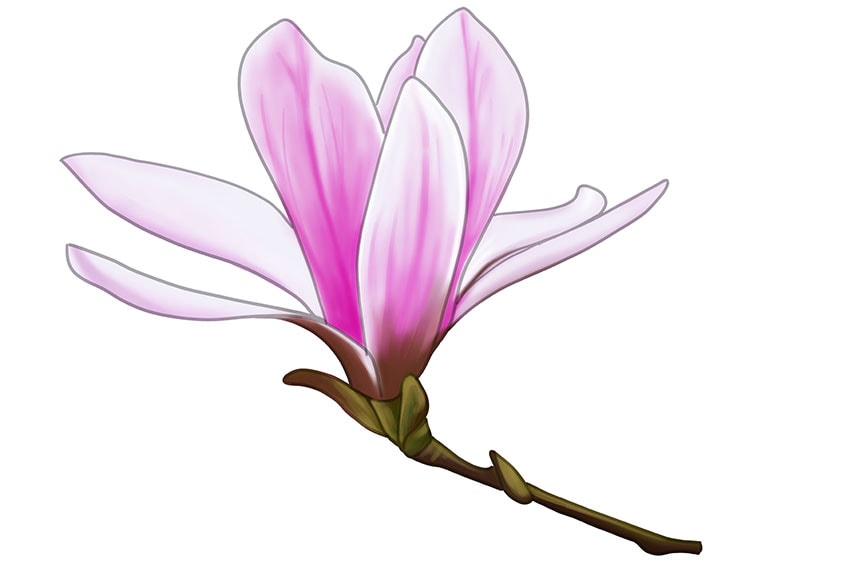 magnolia outline