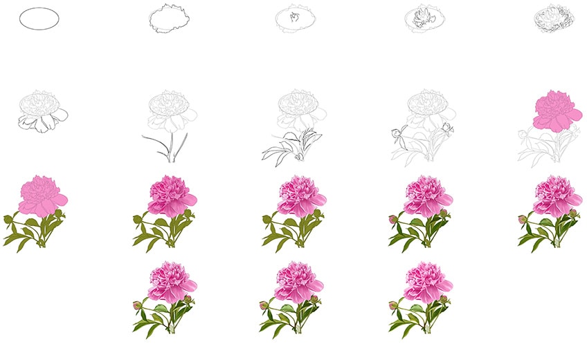 Tutorial: learn to draw a beautiful peony