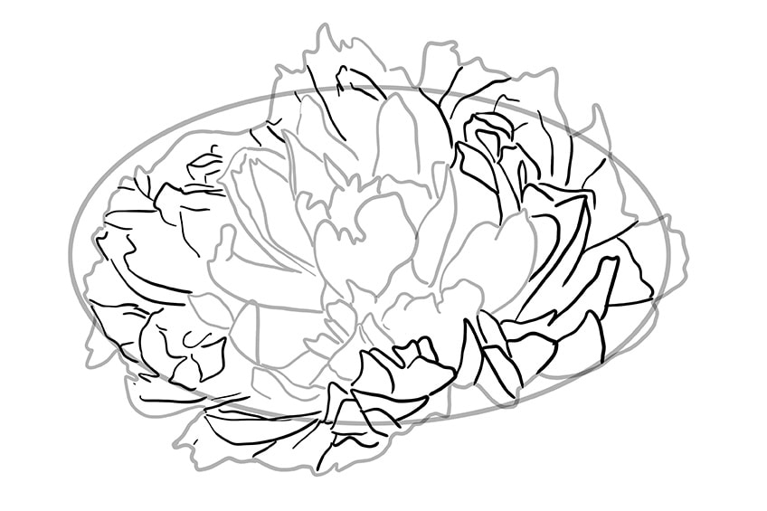 peony drawing 05