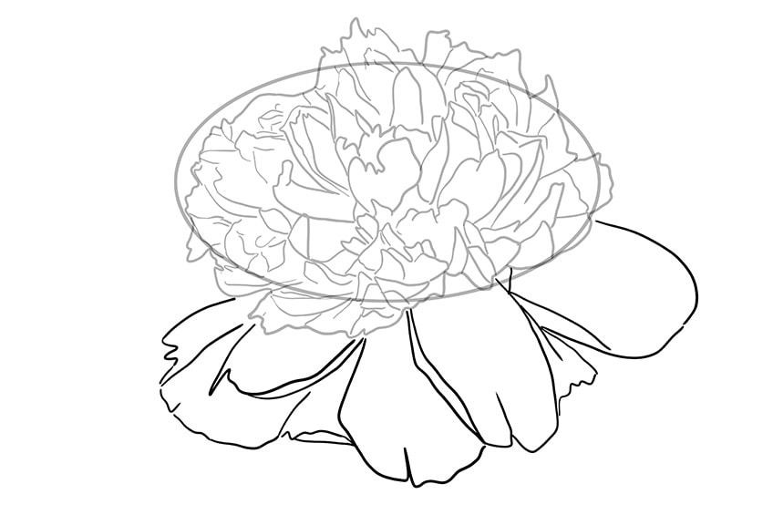 peony drawing 06