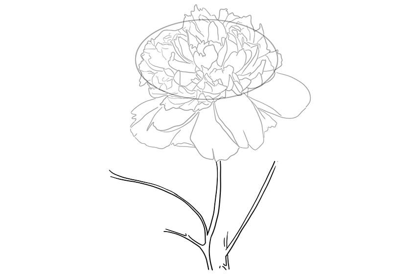 peony drawing 07