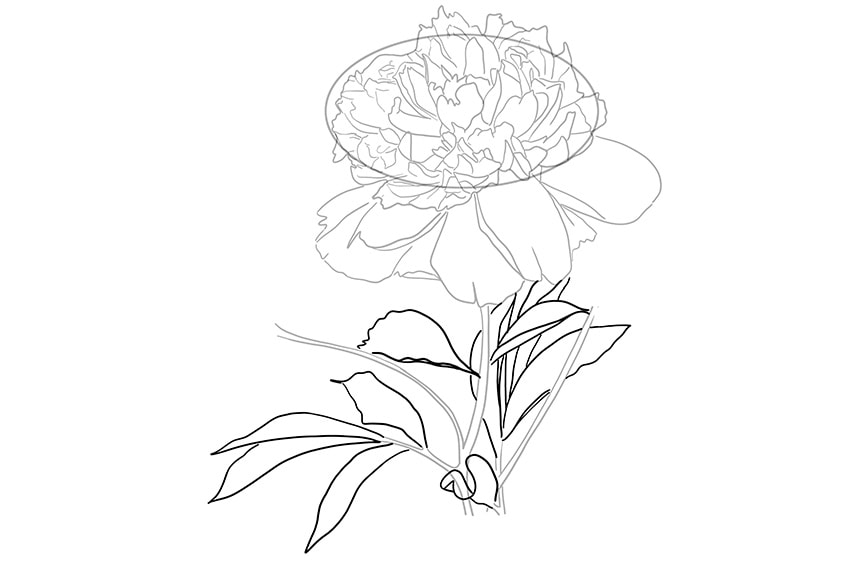 peony drawing 08