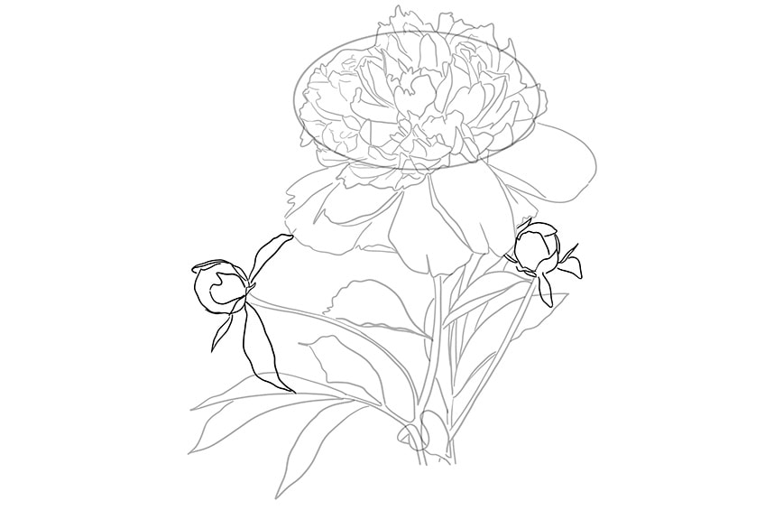 peony drawing 09