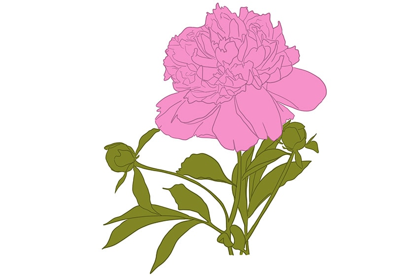 peony drawing 11