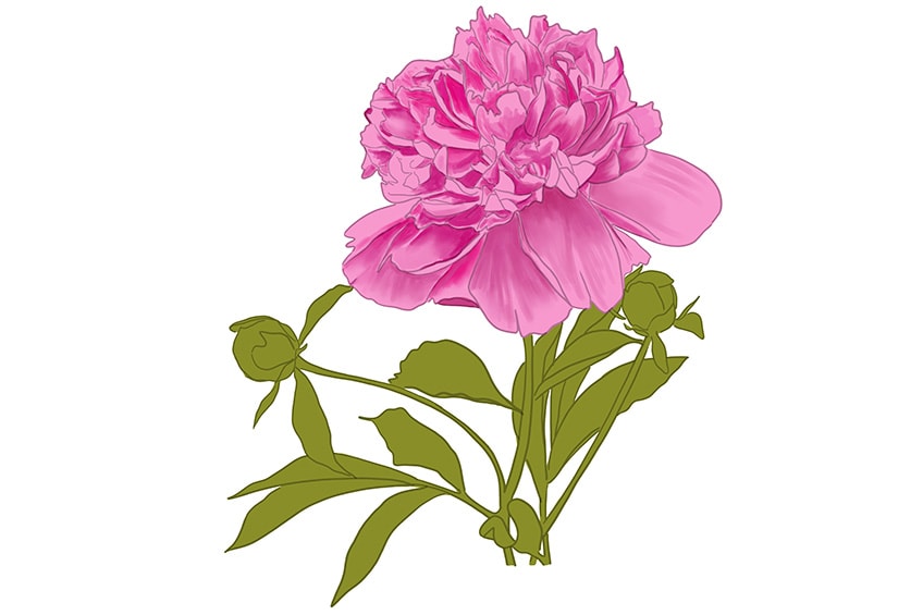 peony drawing 12