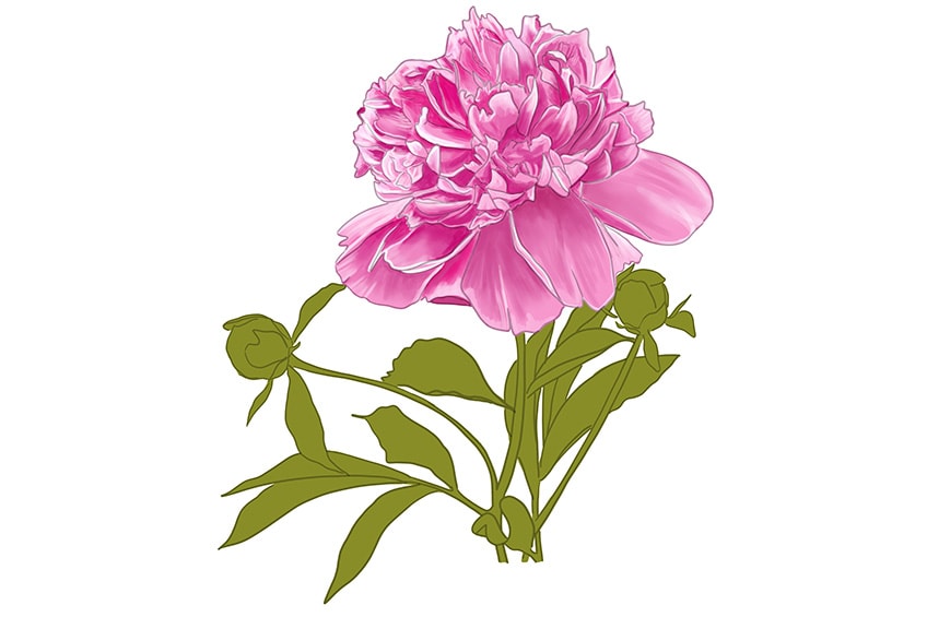 peony drawing 13