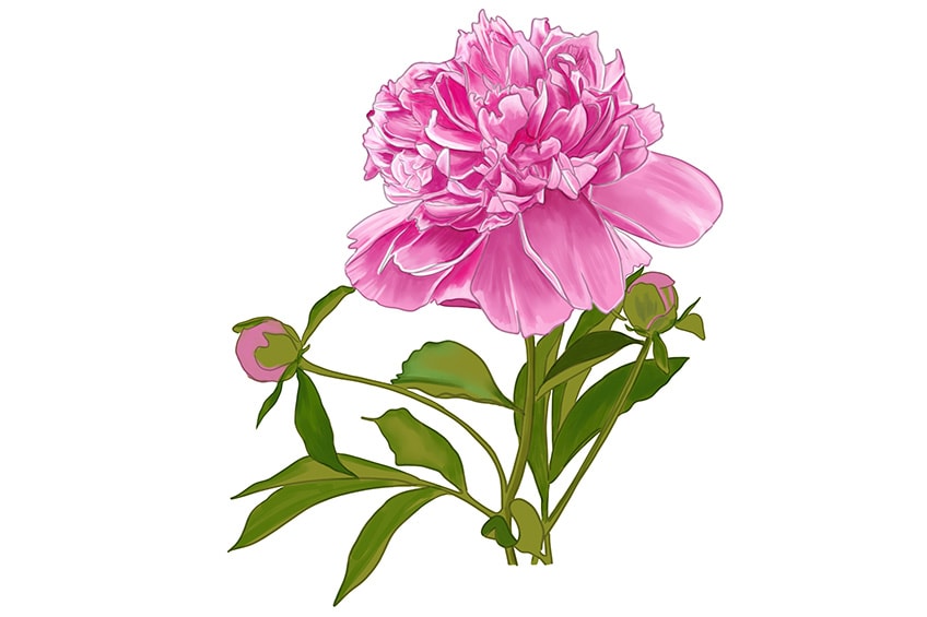 peony drawing 14