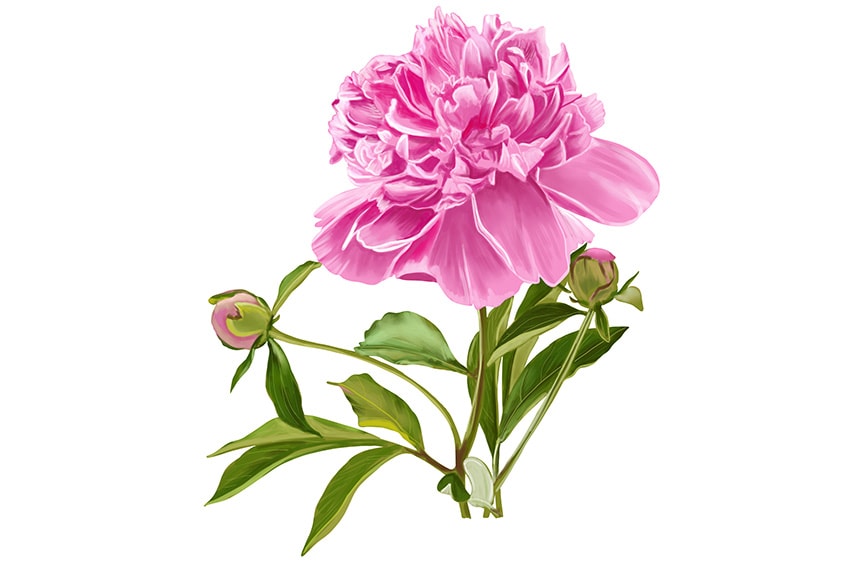 peony drawing