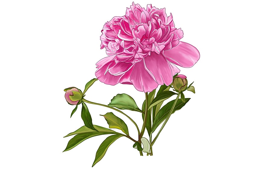 peony flower drawing