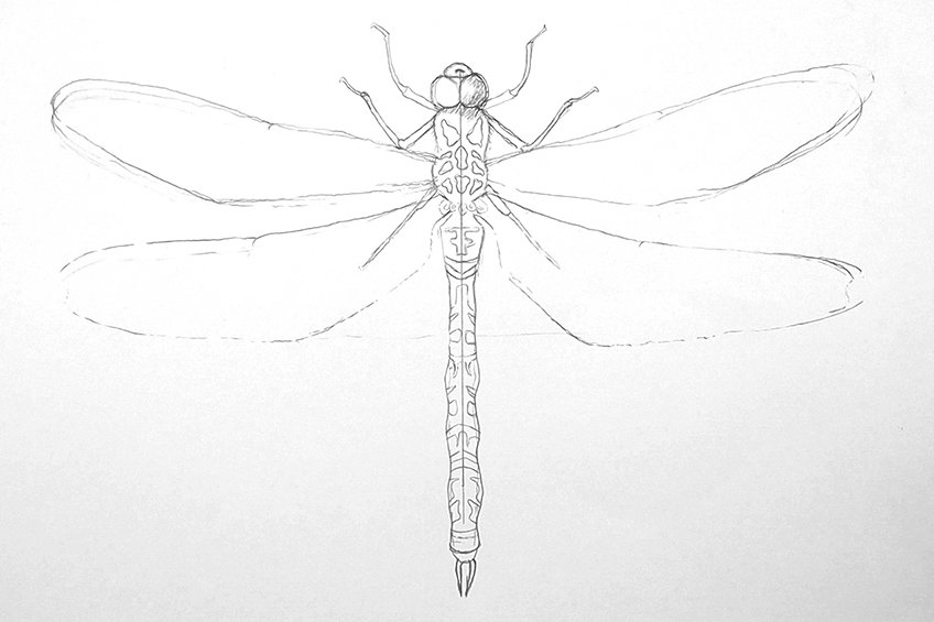 realistic dragonfly drawing 10