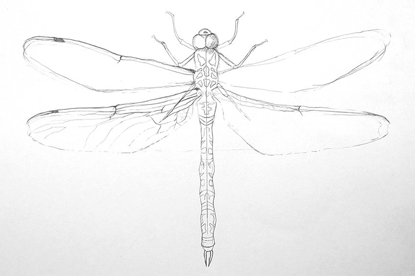 realistic dragonfly drawing 11