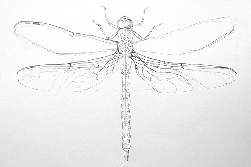 realistic dragonfly drawing 13