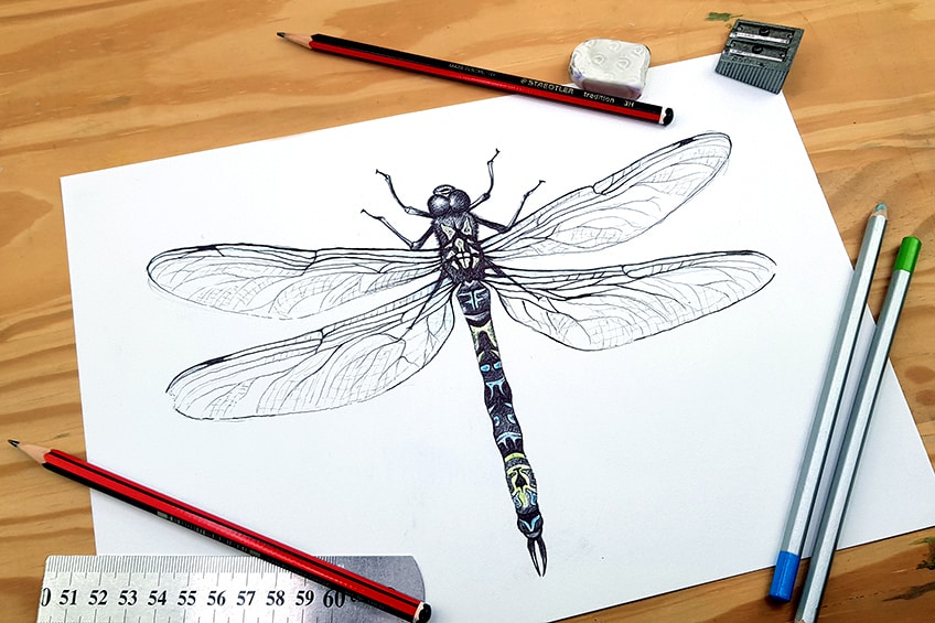 realistic dragonfly drawing